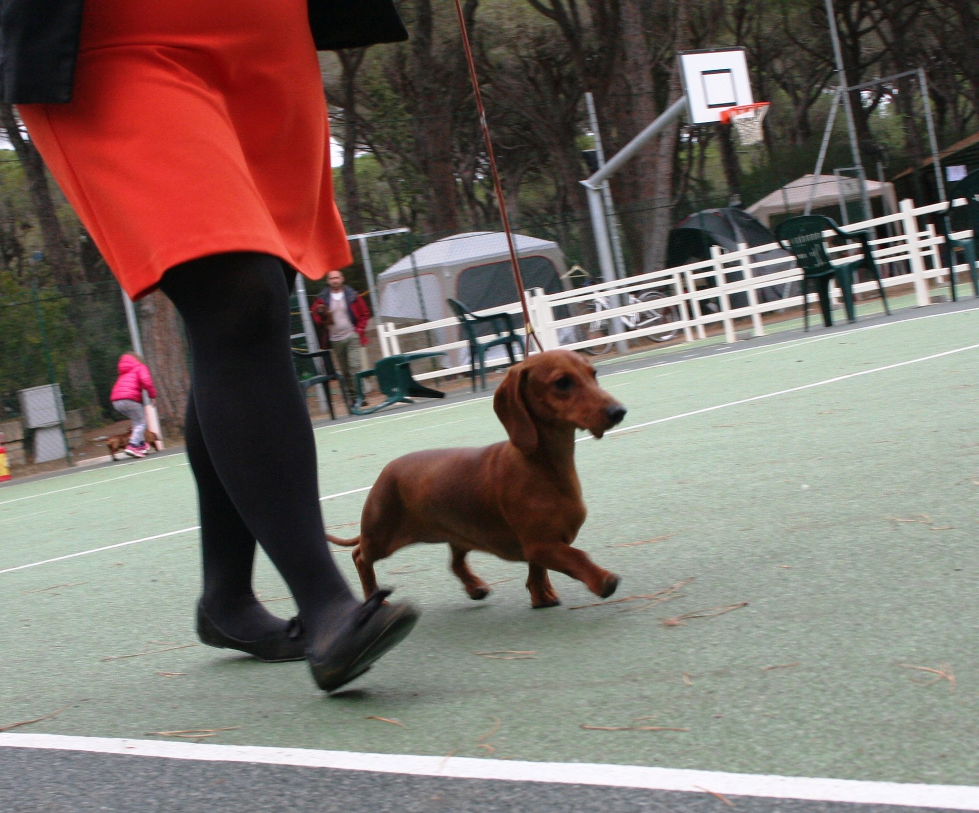 Dachshound standard in moviment